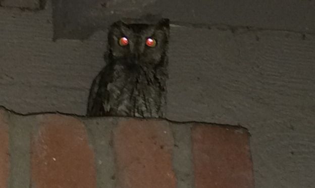 owl on home
