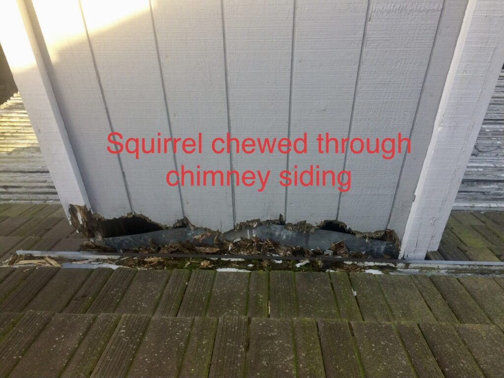 The Devastating Impact of Invading Squirrels on Your Home's Roof and Attic